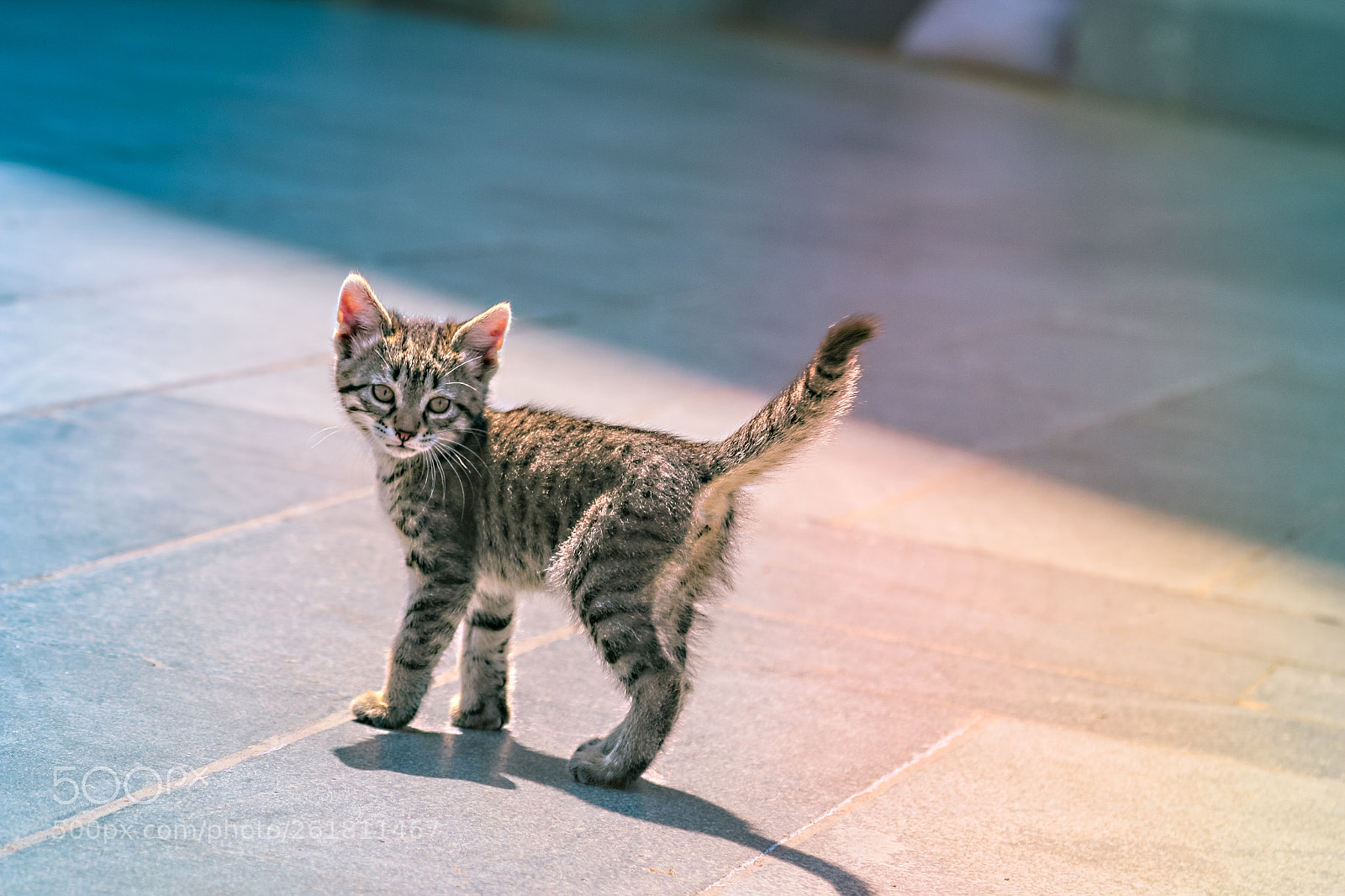 Canon EOS 70D sample photo. Baby cat photography