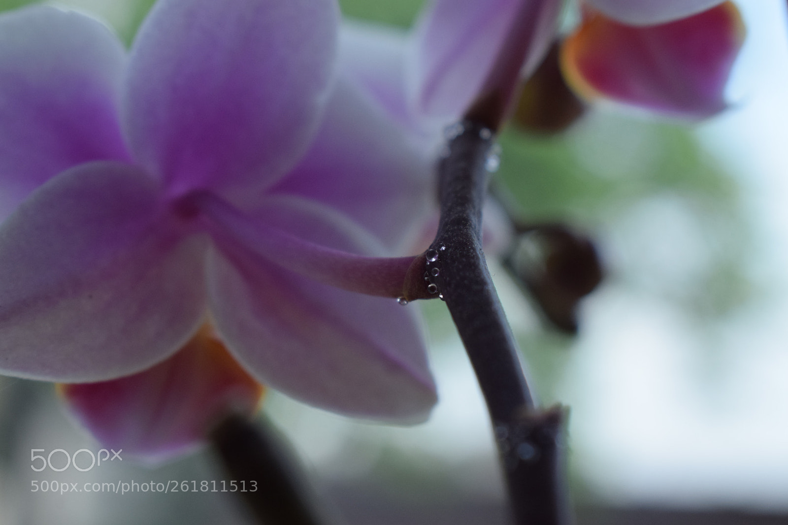 Nikon D5300 sample photo. Pearls on plant photography