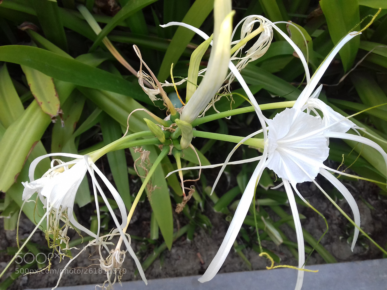 Samsung Galaxy J3(2016) sample photo. Untitled photography