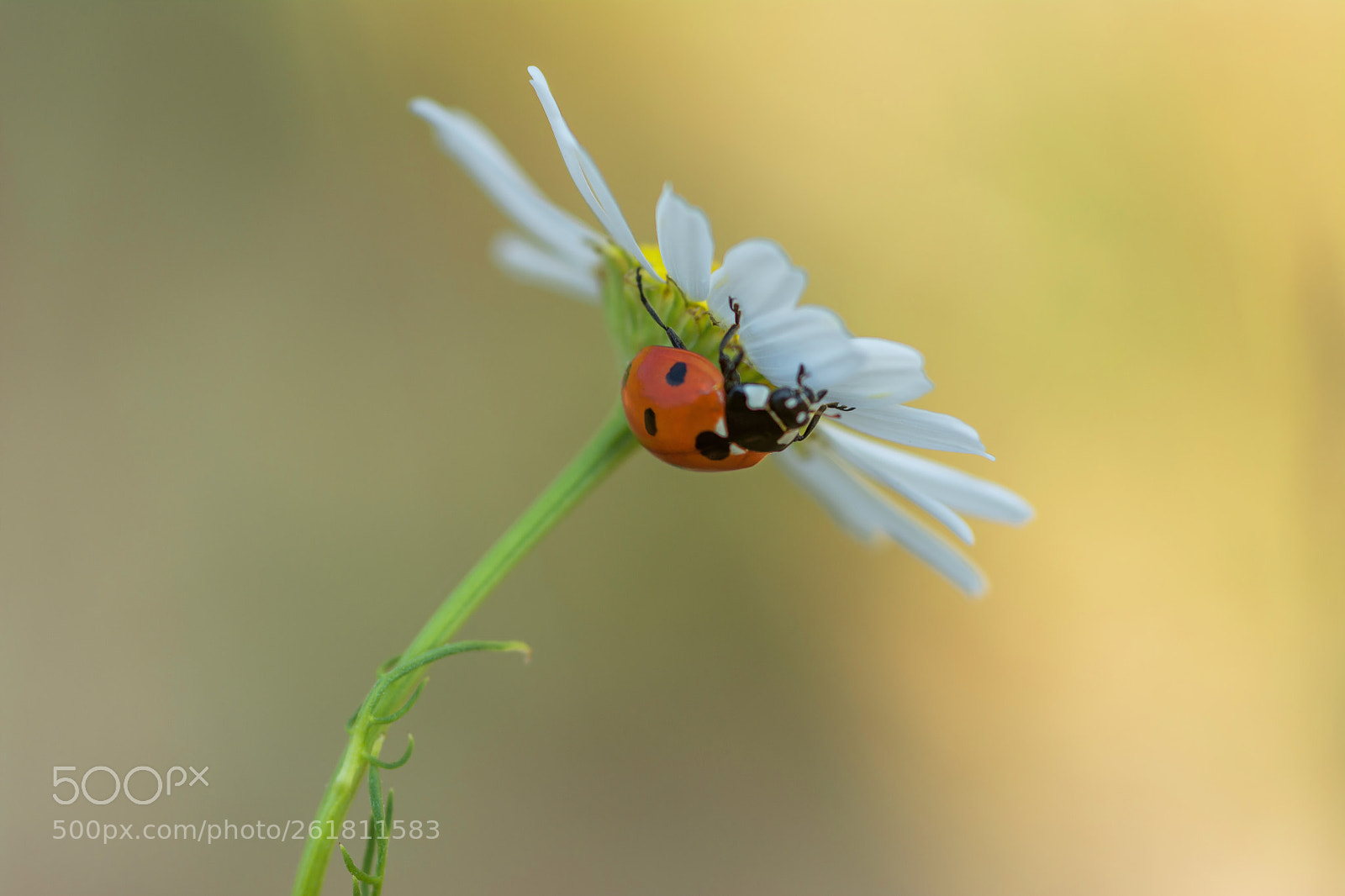 Nikon D7100 sample photo. Natural parasol photography