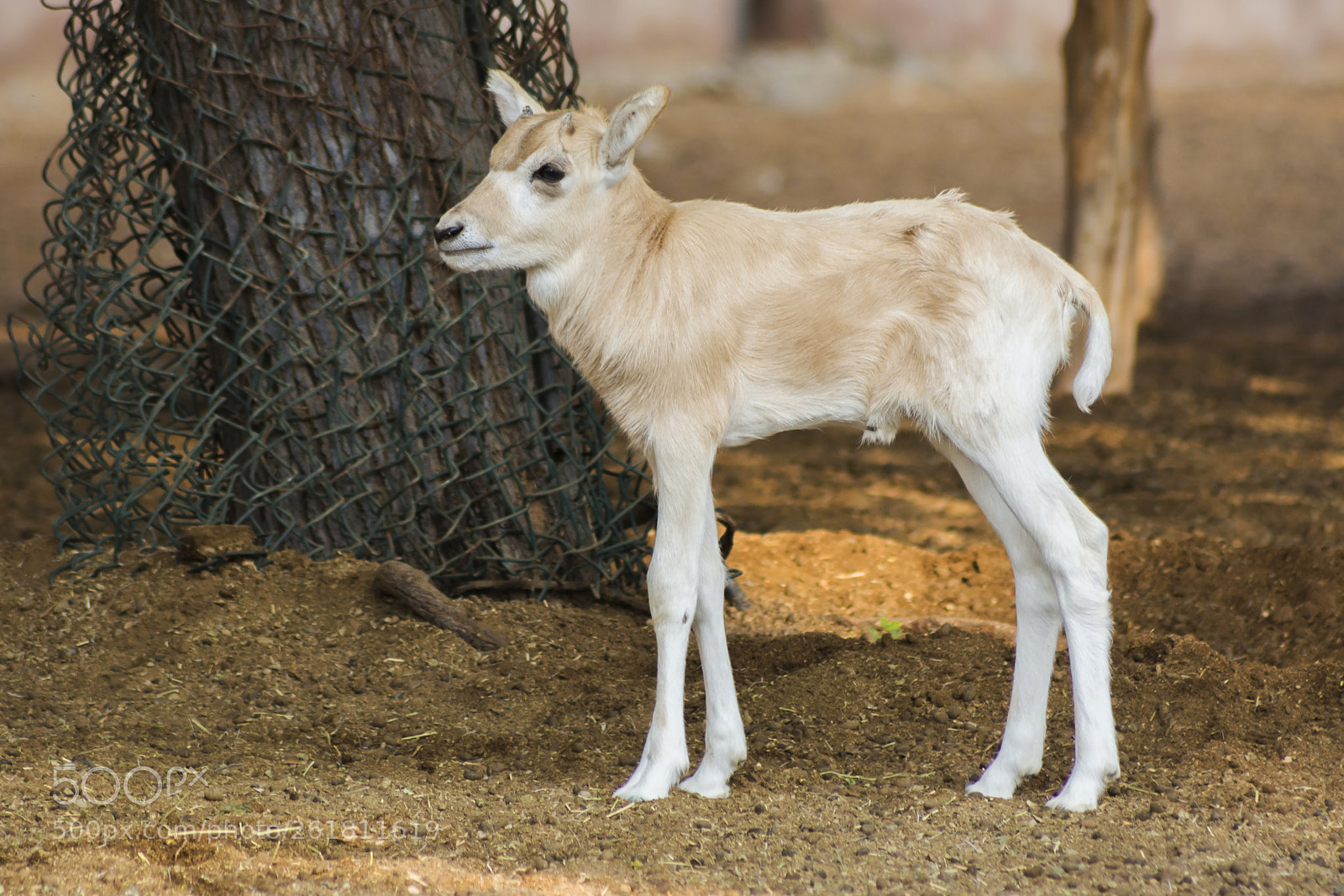 Nikon D7100 sample photo. White antelope photography