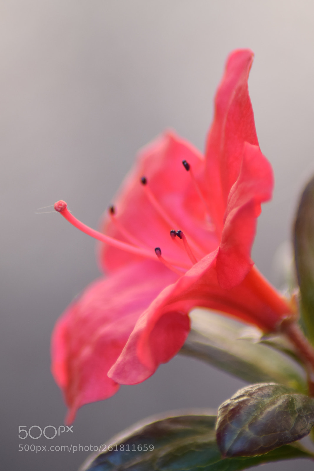 Nikon D5300 sample photo. Pink flower photography