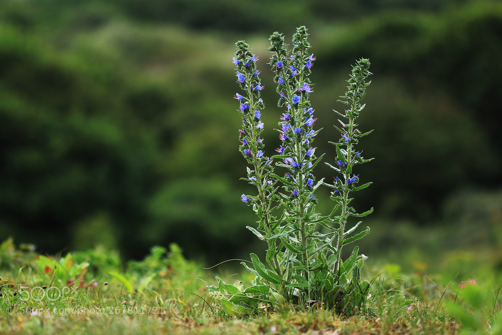 Canon EOS 700D (EOS Rebel T5i / EOS Kiss X7i) sample photo. Viper's bugloss photography