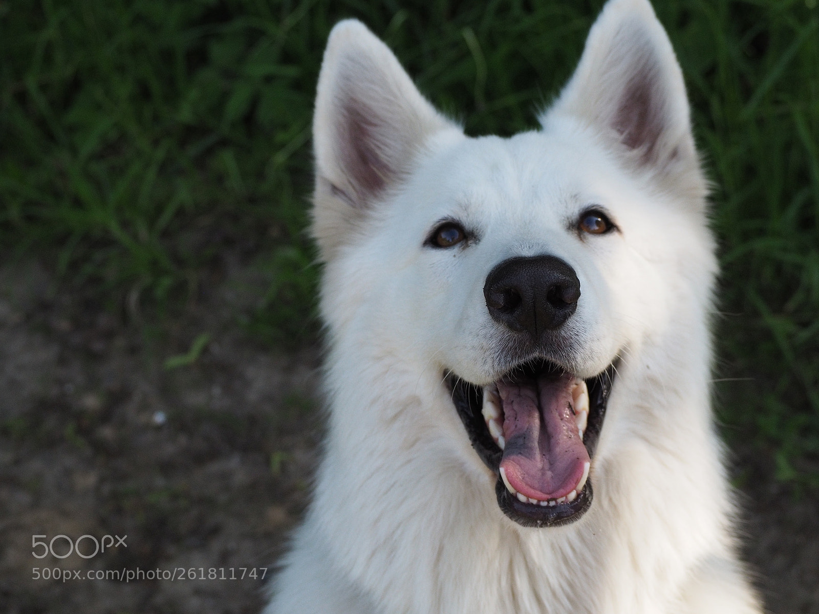 Olympus OM-D E-M10 sample photo. Filou portrait photography