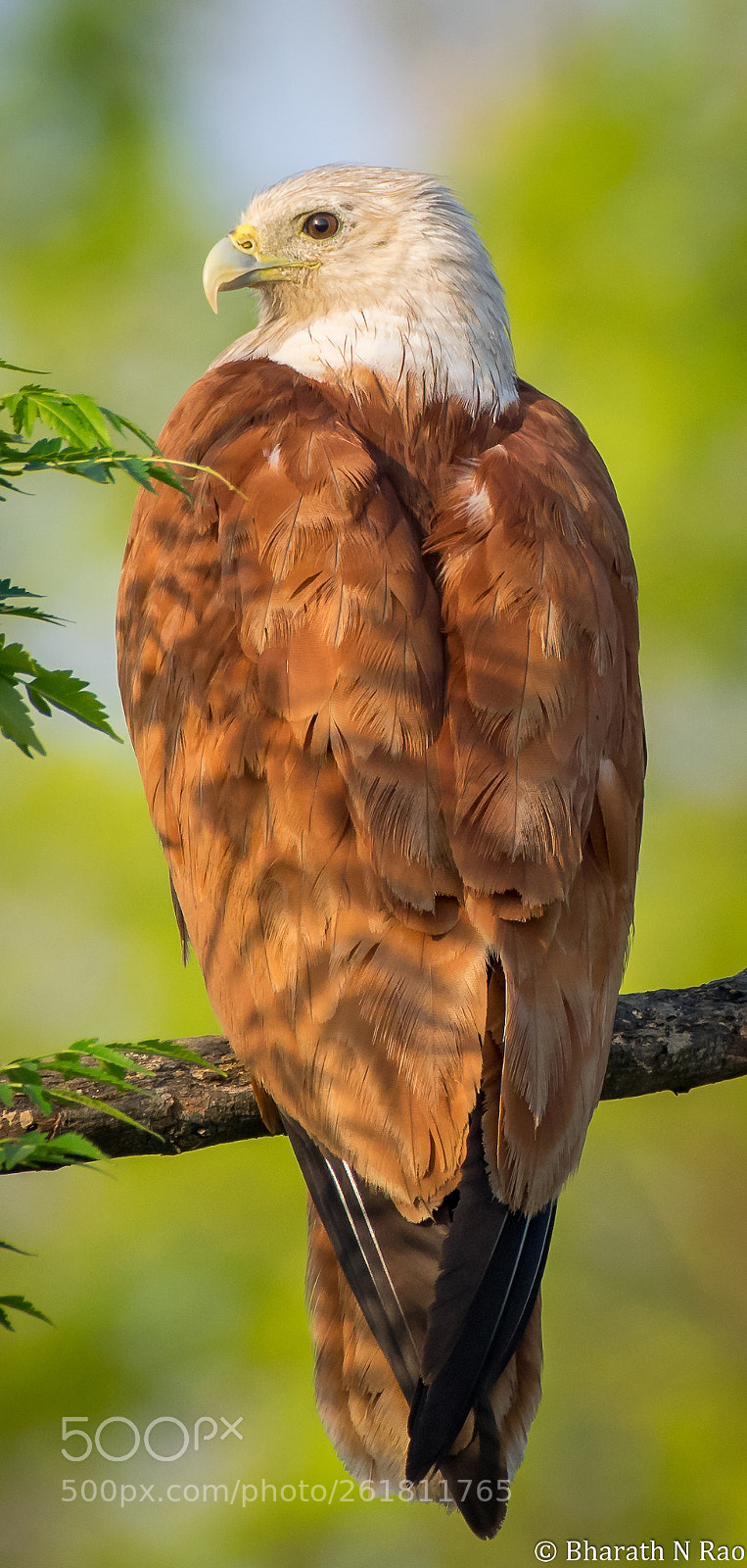 Nikon D5300 sample photo. Brahmini kite photography