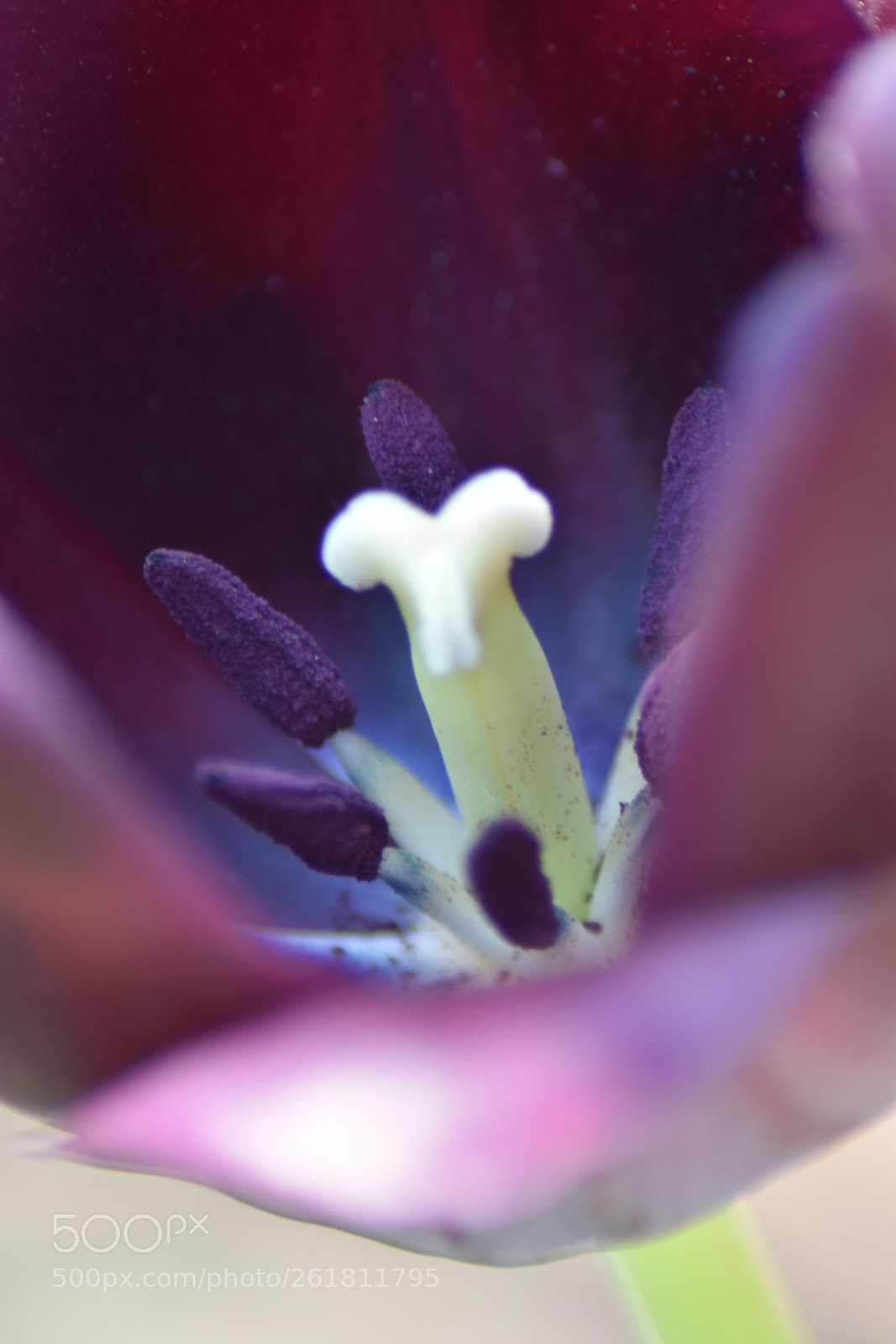 Nikon D5300 sample photo. Violet plant photography