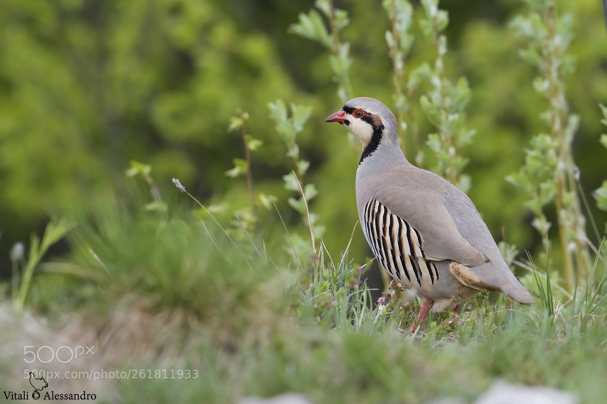 Nikon D500 sample photo. Coturnice orientale photography