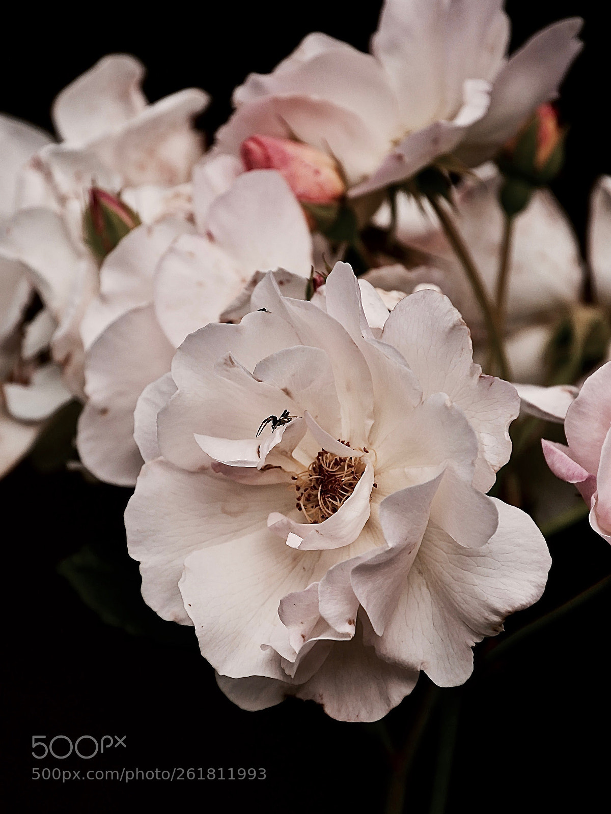 Panasonic Lumix DMC-GX85 (Lumix DMC-GX80 / Lumix DMC-GX7 Mark II) sample photo. White story photography