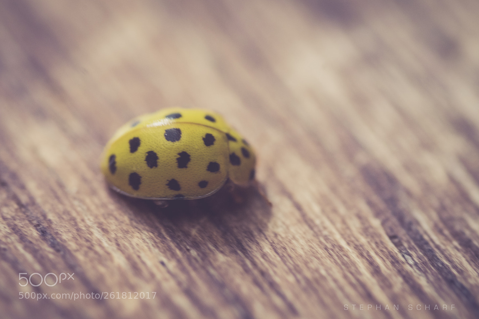 Fujifilm X-T10 sample photo. Black dots on yellow photography