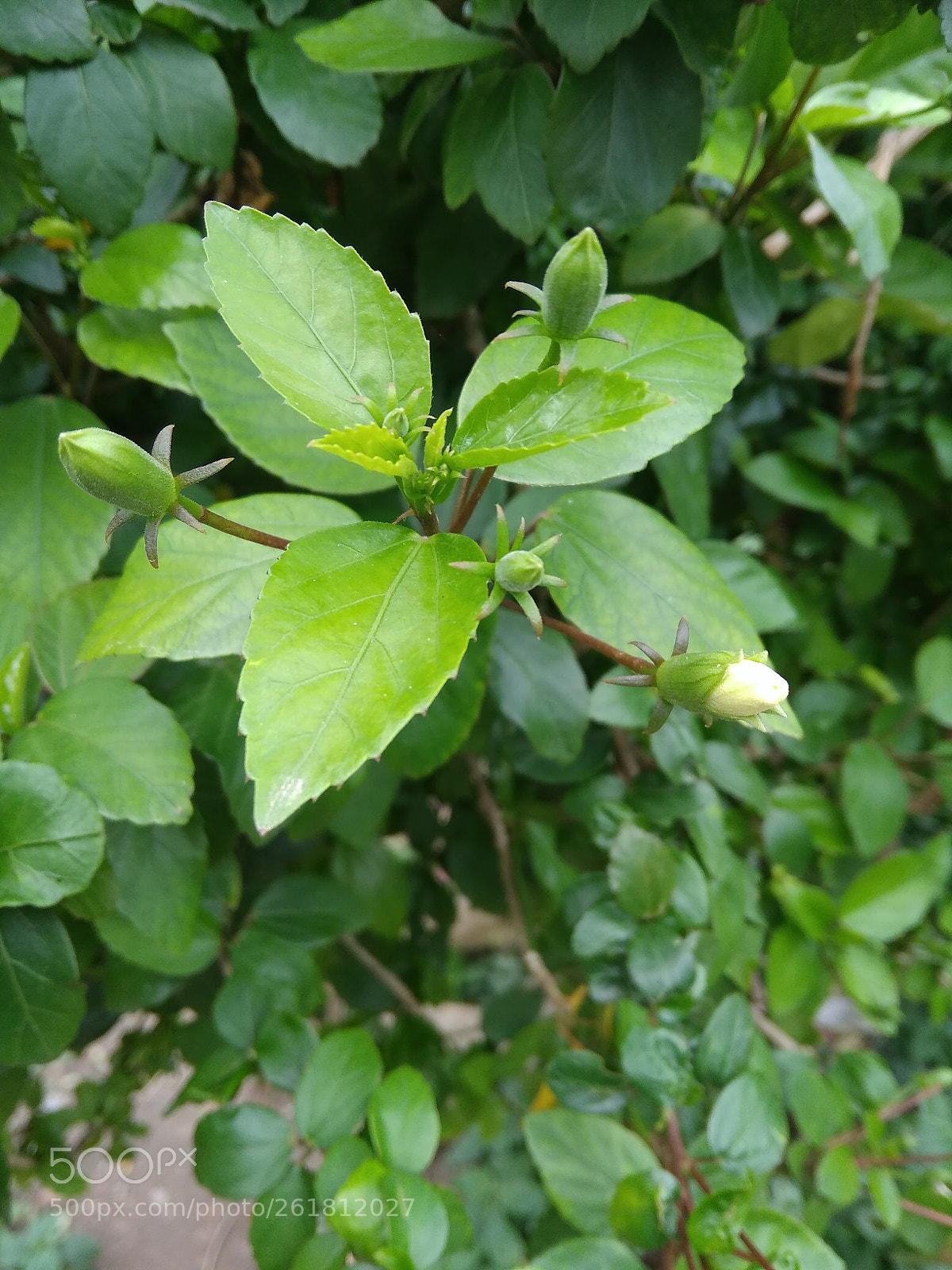 Xiaomi Redmi 5A sample photo. Untitled photography
