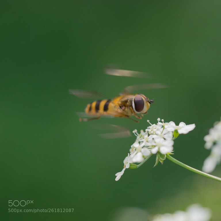 Olympus OM-D E-M1 sample photo. Hoverfly 3 photography
