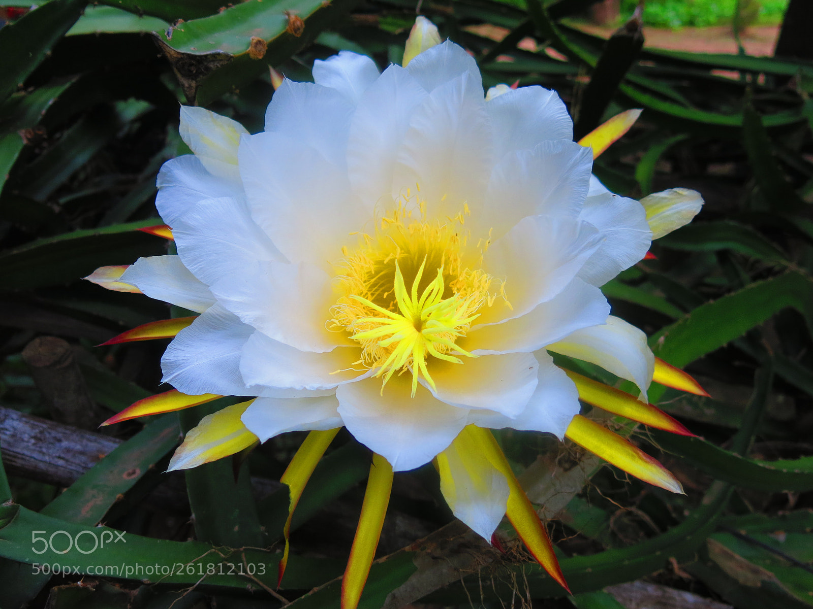 Canon PowerShot G15 sample photo. Dragon fruit flower photography