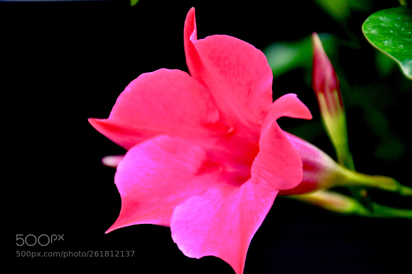Nikon D7500 sample photo. Untitled photography