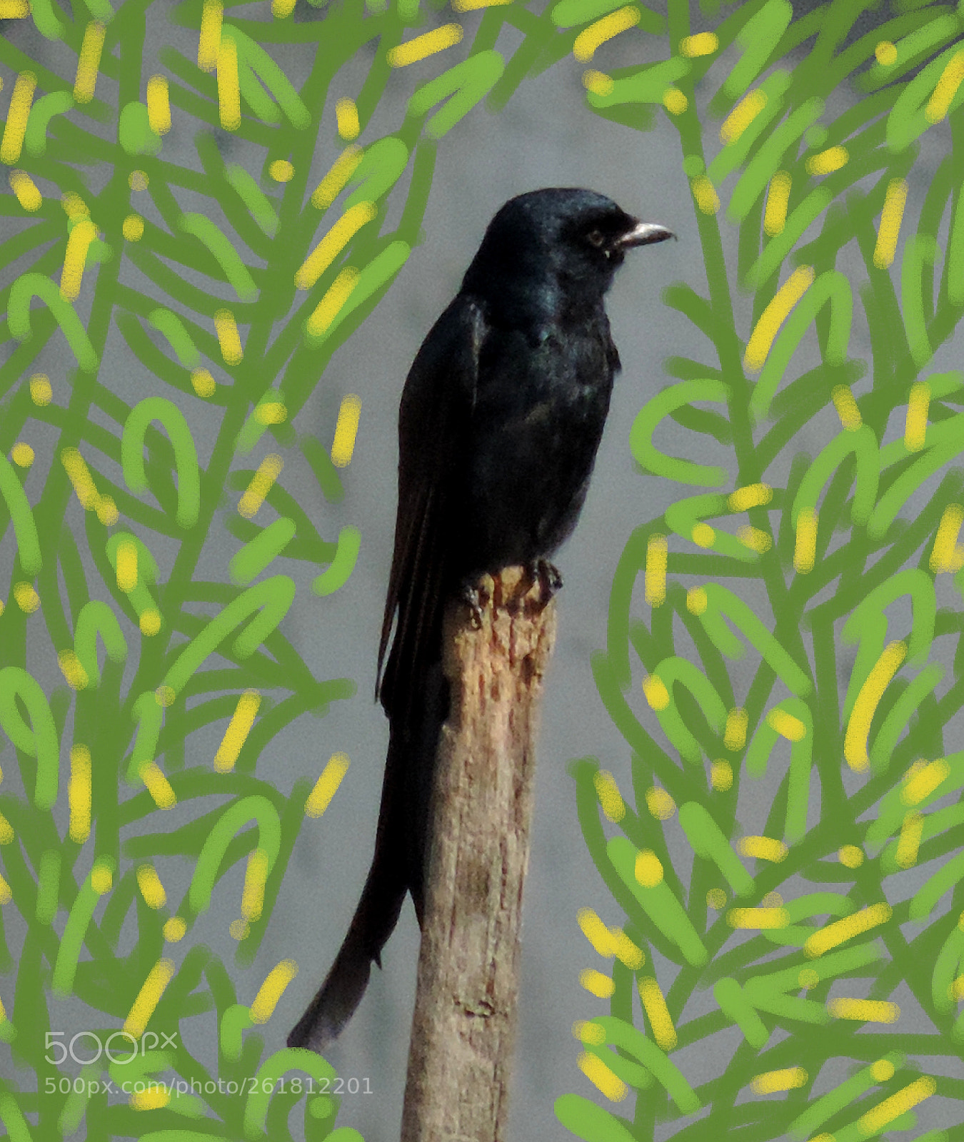 Nikon Coolpix P520 sample photo. Fun with the nightingale photography