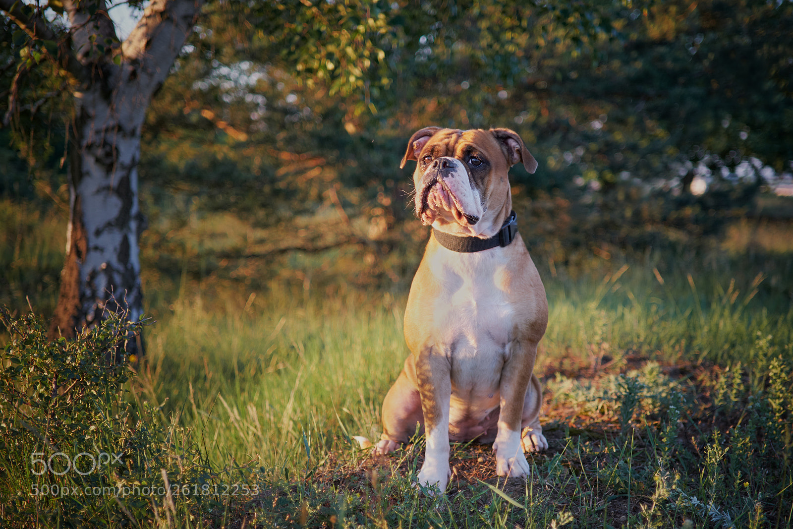 Fujifilm X-T2 sample photo. Debi photography
