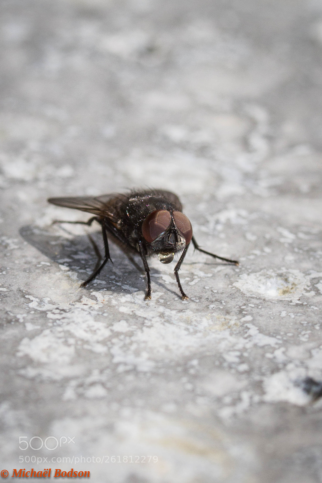 Canon EOS 7D sample photo. La mouche photography