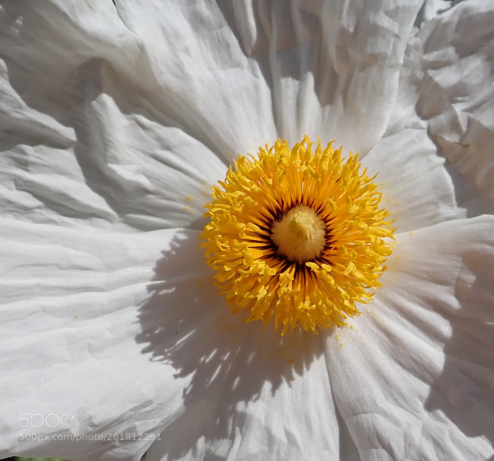 Olympus TG-5 sample photo. Radiant photography
