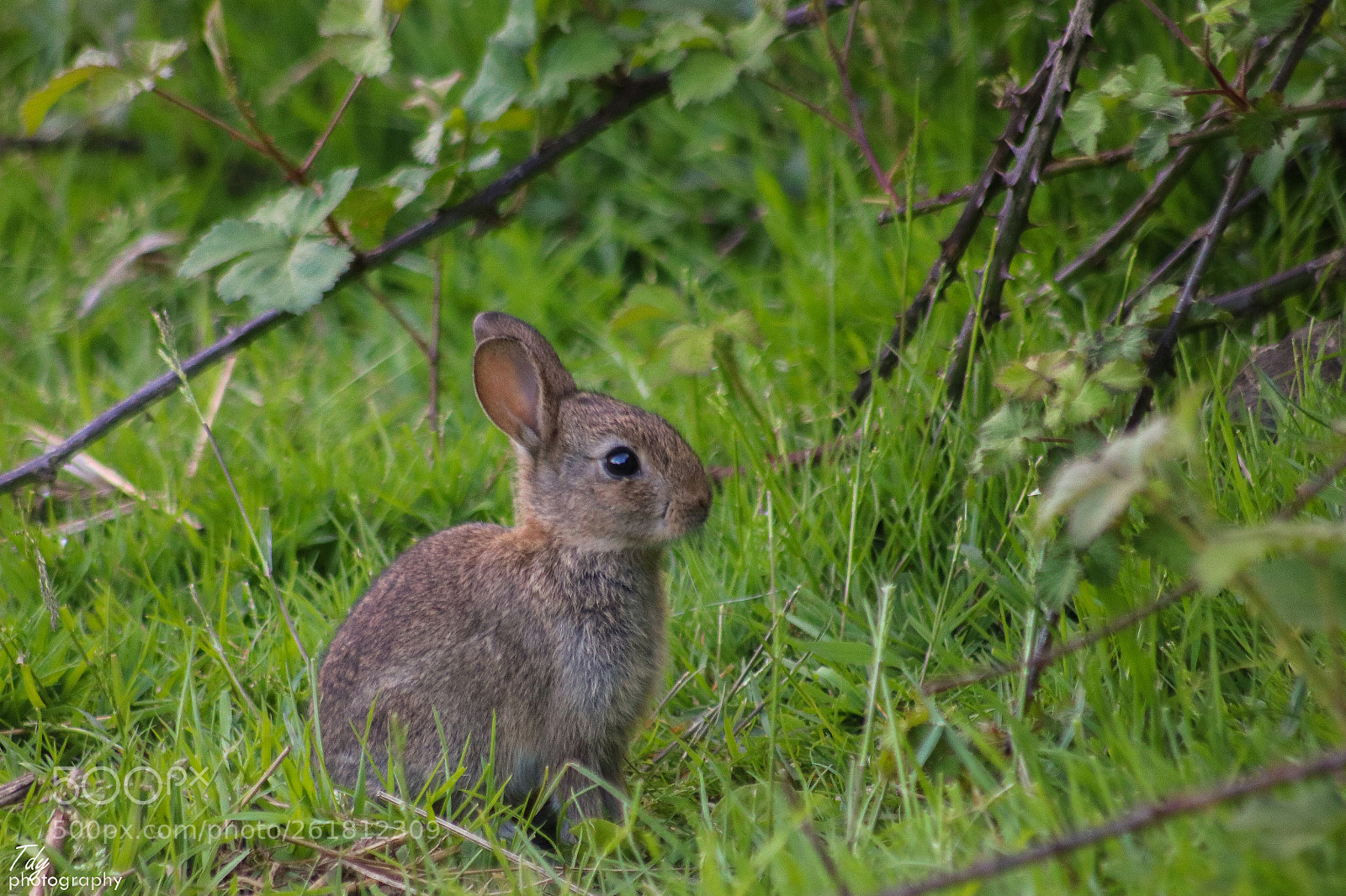 Canon EOS 750D (EOS Rebel T6i / EOS Kiss X8i) sample photo. Cute baby rabbit photography