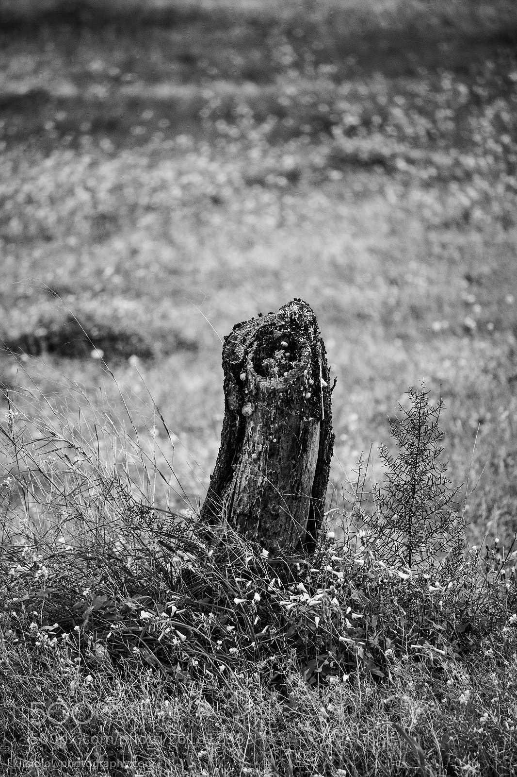 Canon EOS 100D (EOS Rebel SL1 / EOS Kiss X7) sample photo. Stumped photography