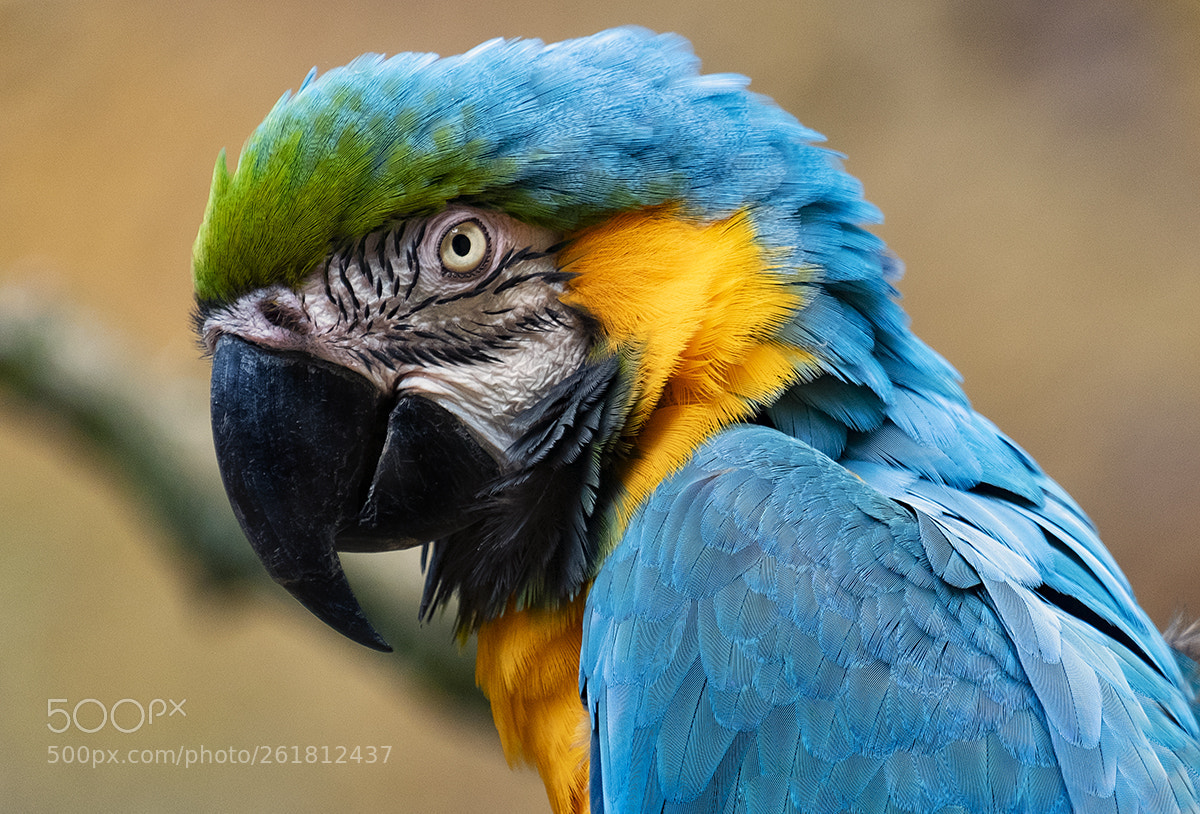Fujifilm X-T2 sample photo. Gelbbrustara (ara ararauna) photography