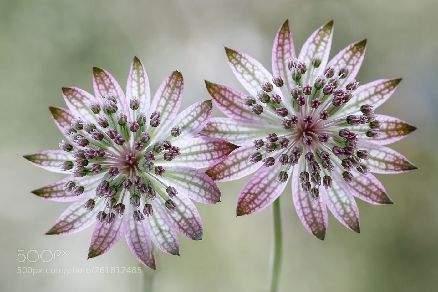 Canon EOS 550D (EOS Rebel T2i / EOS Kiss X4) sample photo. Astrantia photography