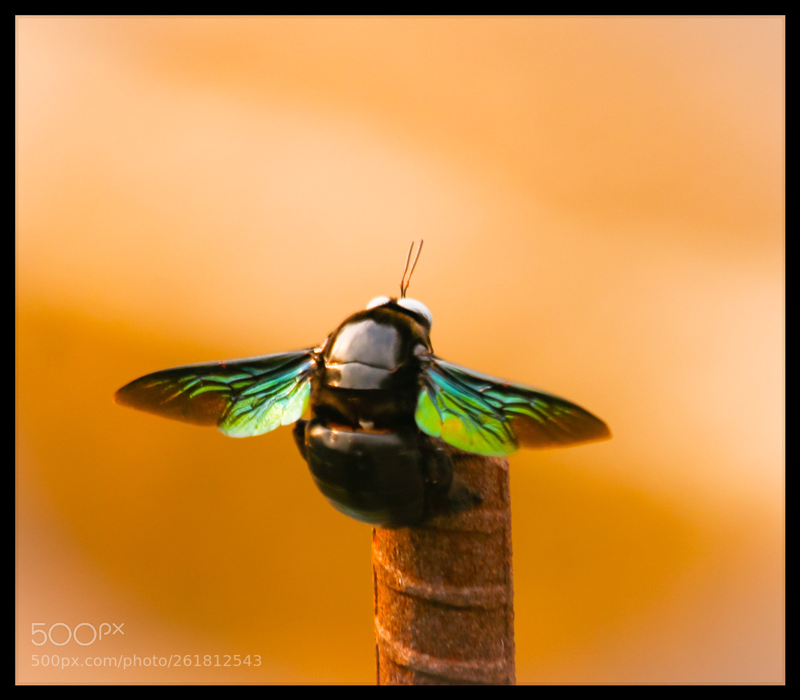 Canon EOS 70D sample photo. Untitled photography