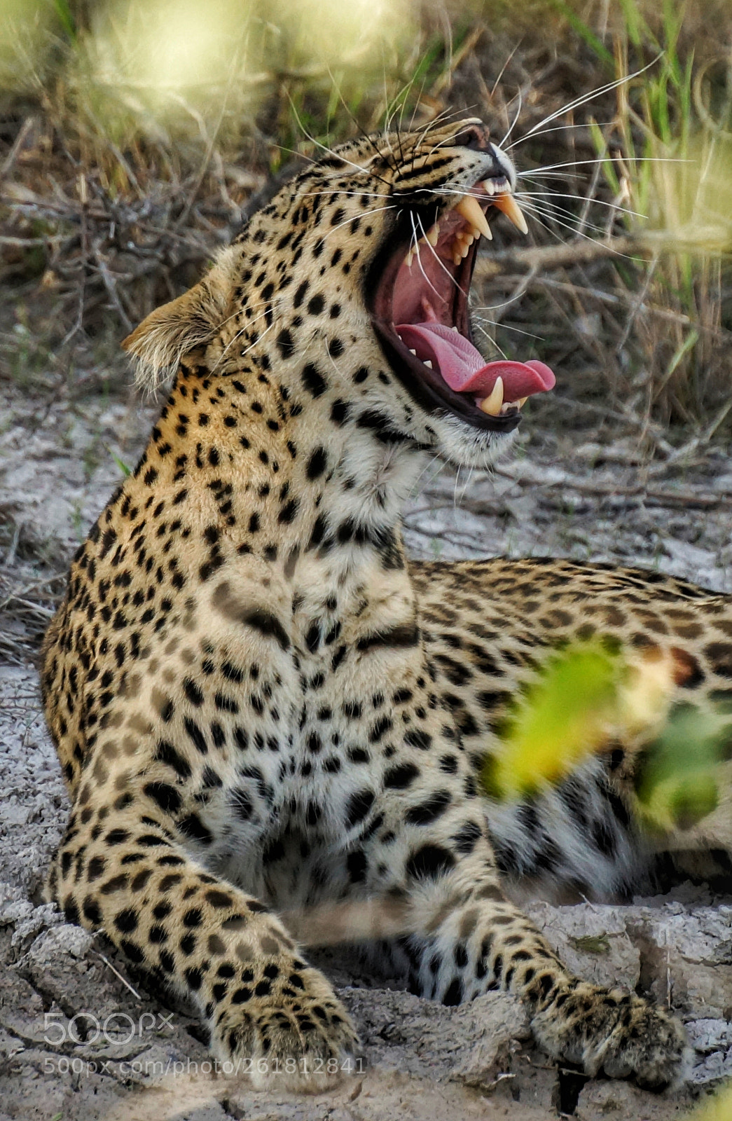 Sony SLT-A77 sample photo. Wild photography