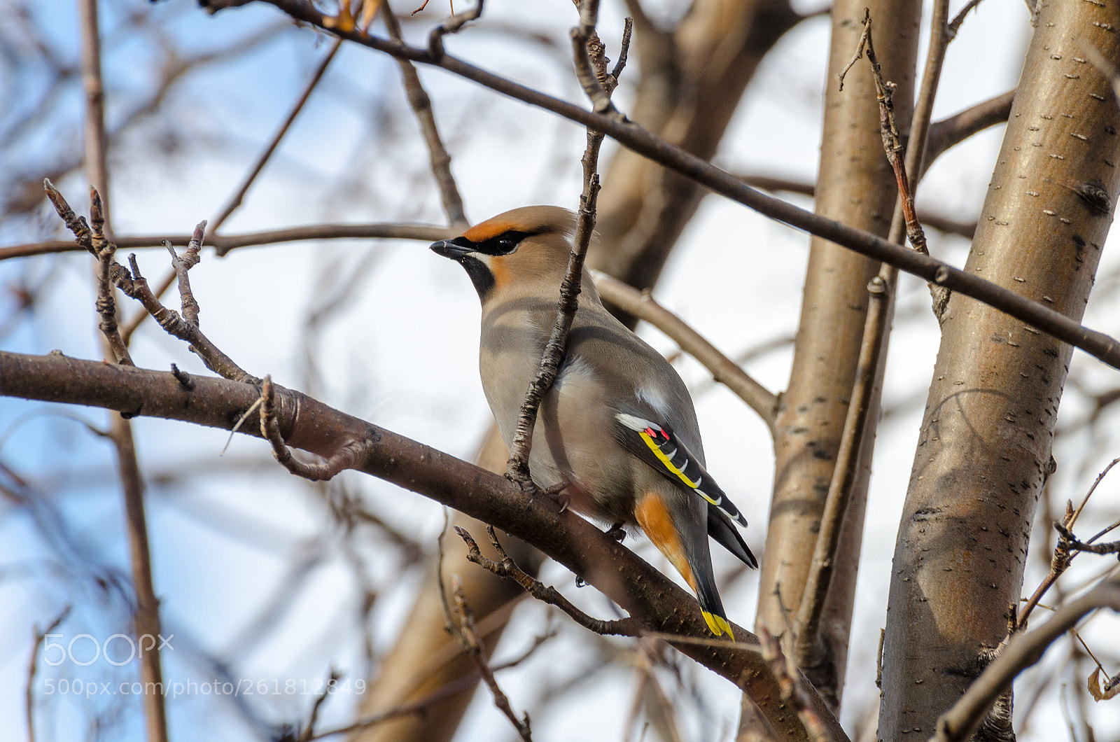 Nikon D7000 sample photo. Bohemian waxwing photography