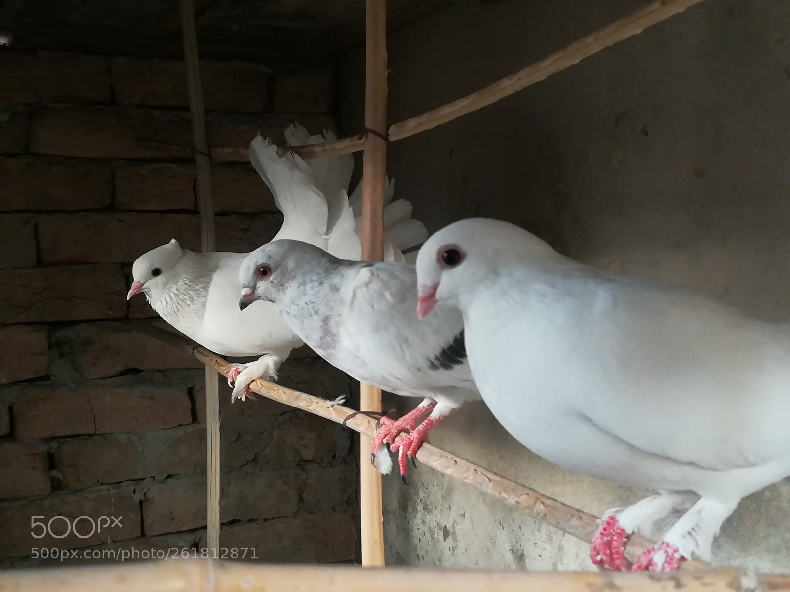 HUAWEI honor 6x sample photo. Row of pigeon photography
