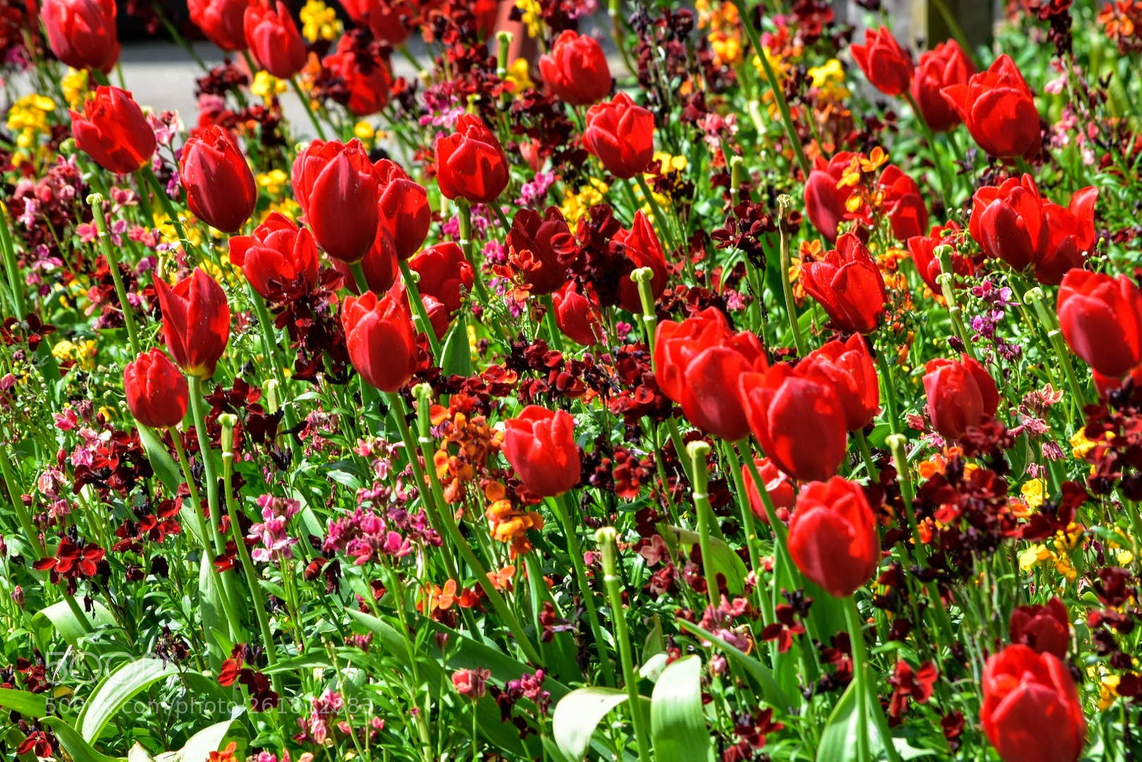 Nikon D3400 sample photo. Flowers photography