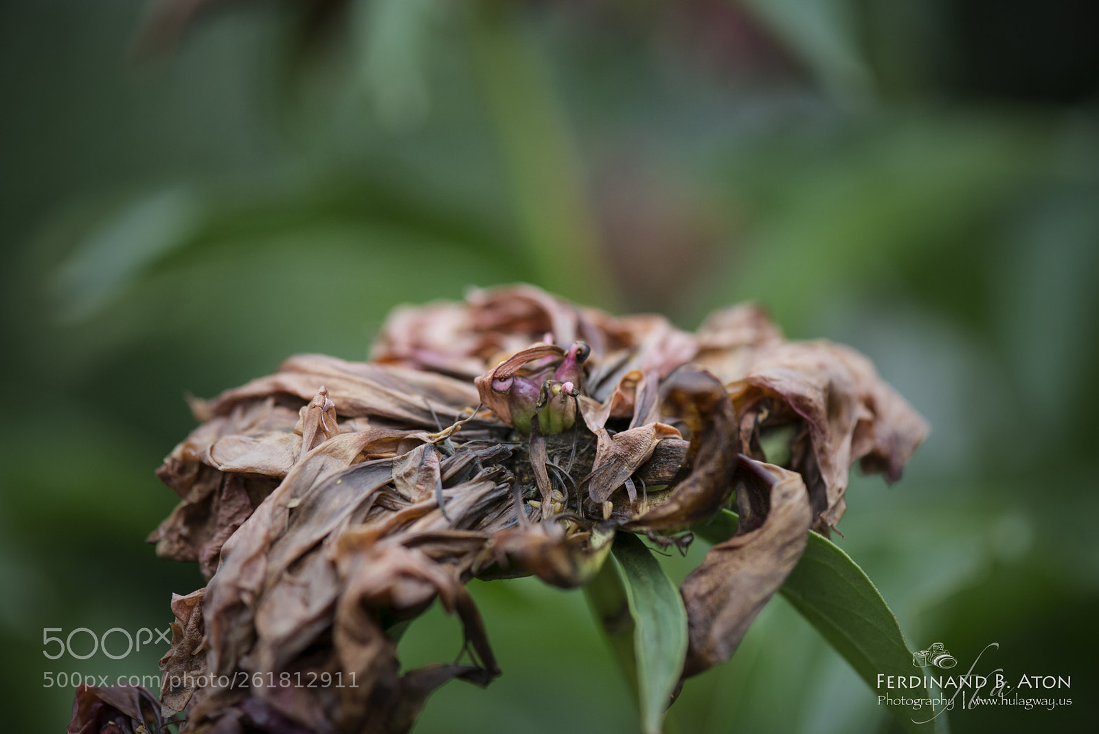 Nikon D800 sample photo. Wilted photography