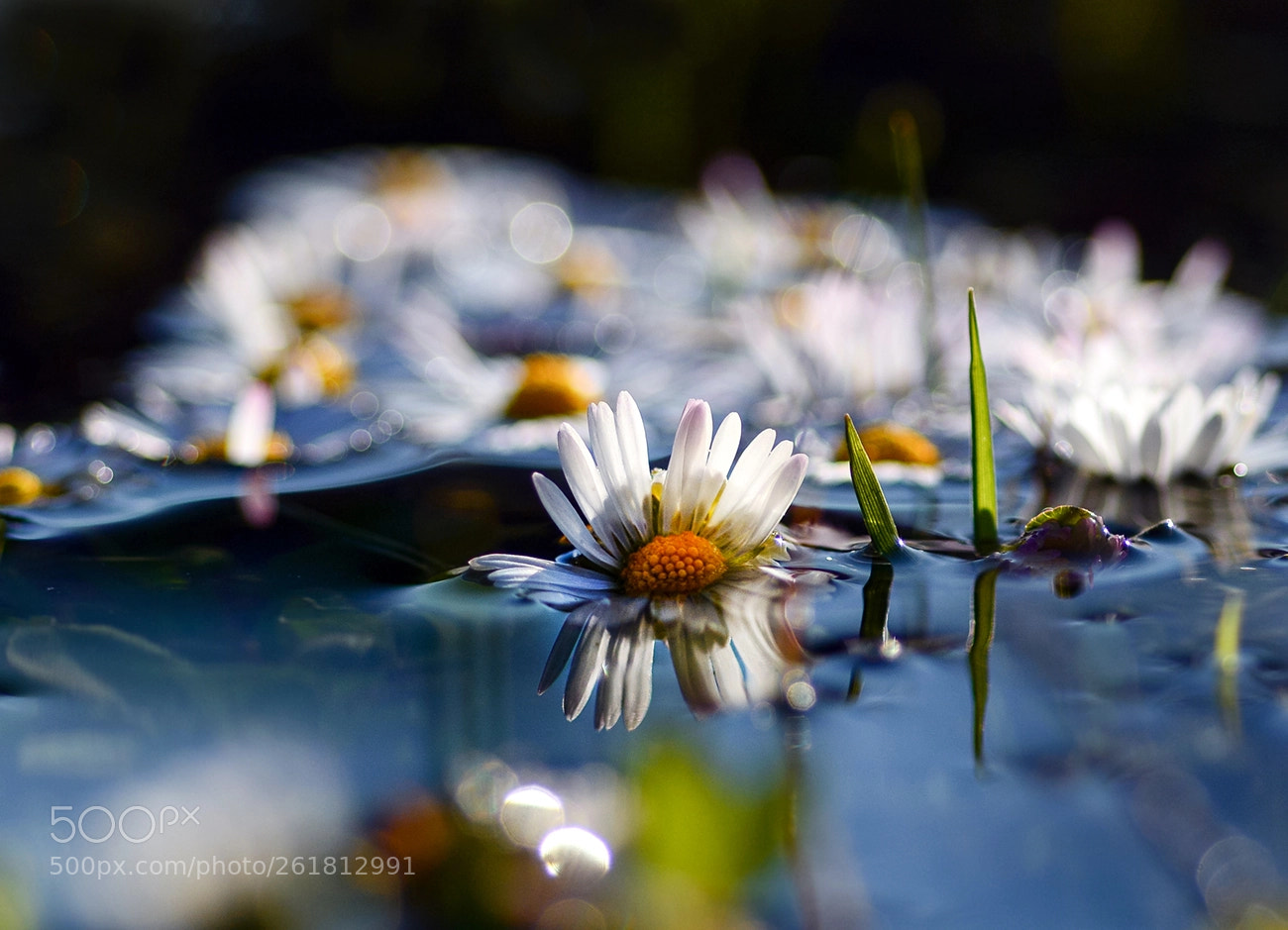 Nikon D7100 sample photo. Papatya photography