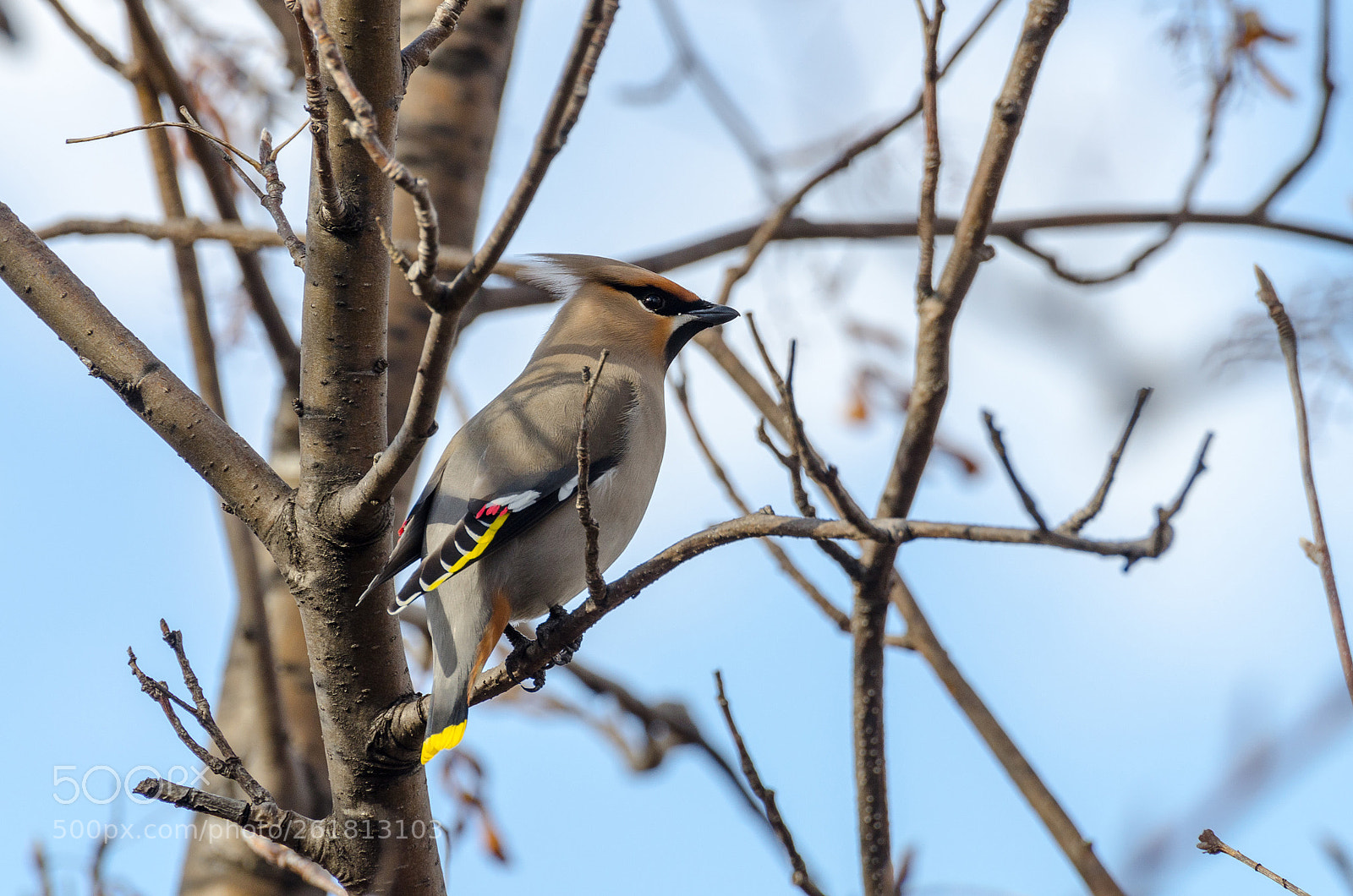 Nikon D7000 sample photo. Bohemian waxwing photography
