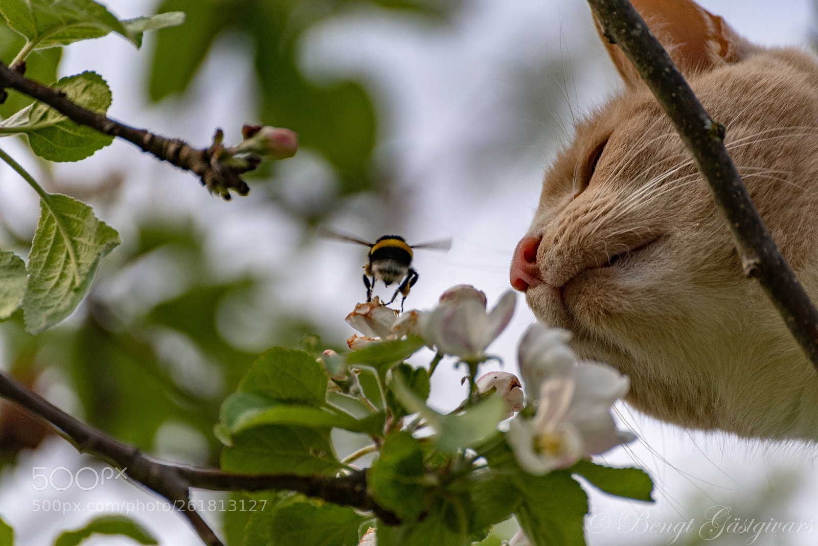Nikon D750 sample photo. The bumblebee and the photography