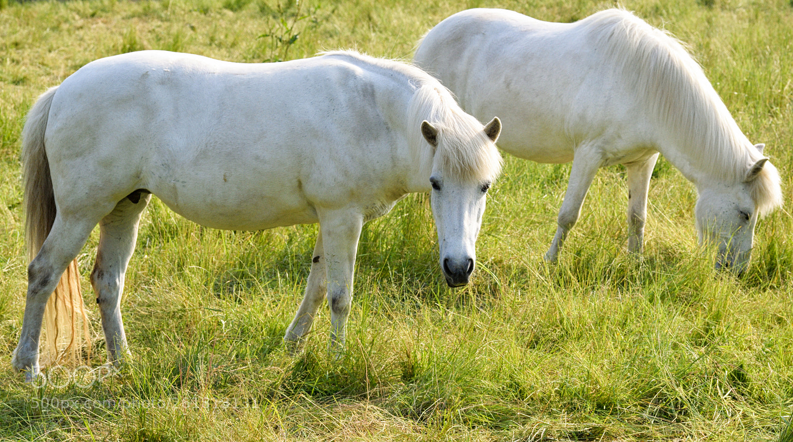 Nikon D3300 sample photo. Horses photography
