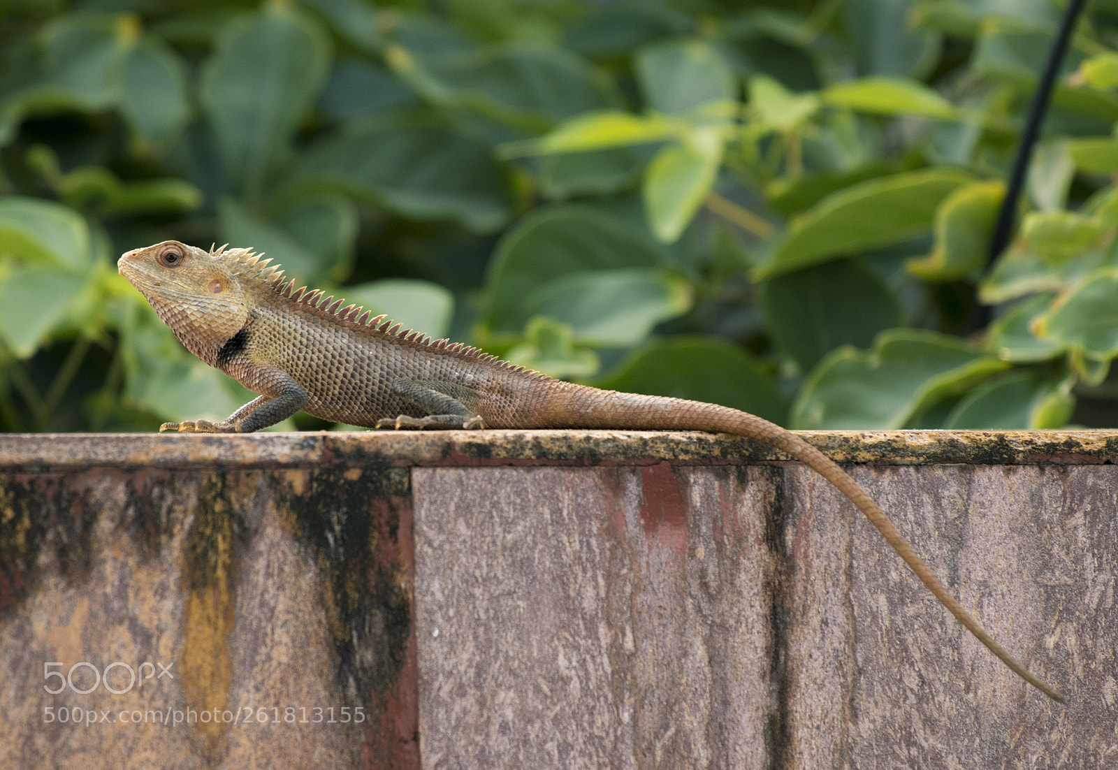 Canon EOS 80D sample photo. Garden lizard photography