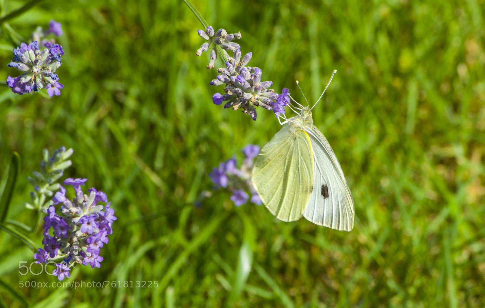 Nikon D3100 sample photo. Ny r van...it's summer photography