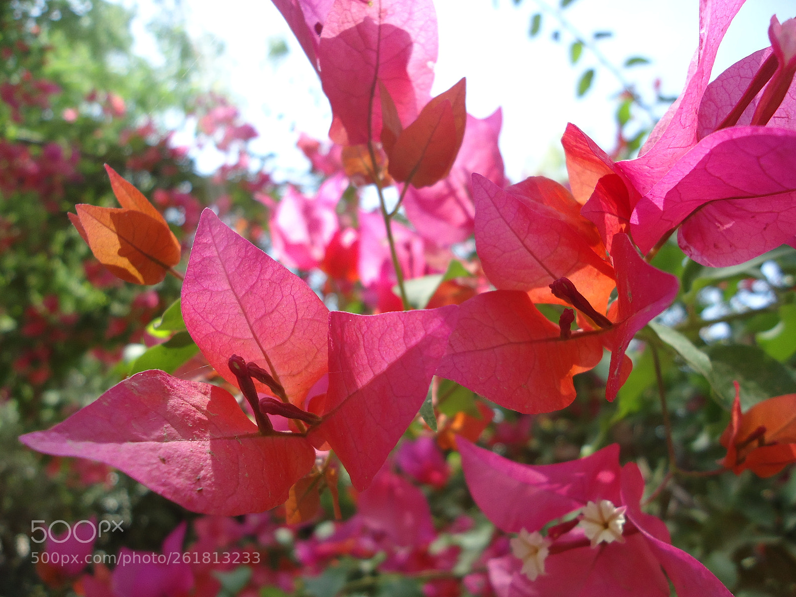 Sony Cyber-shot DSC-W610 sample photo. Red flowers photography
