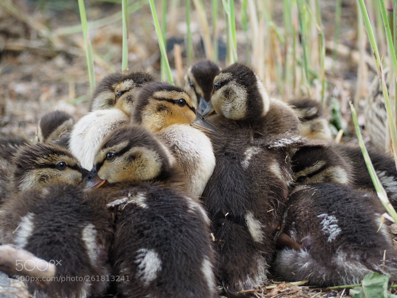 Olympus OM-D E-M10 II sample photo. Baby ducks photography