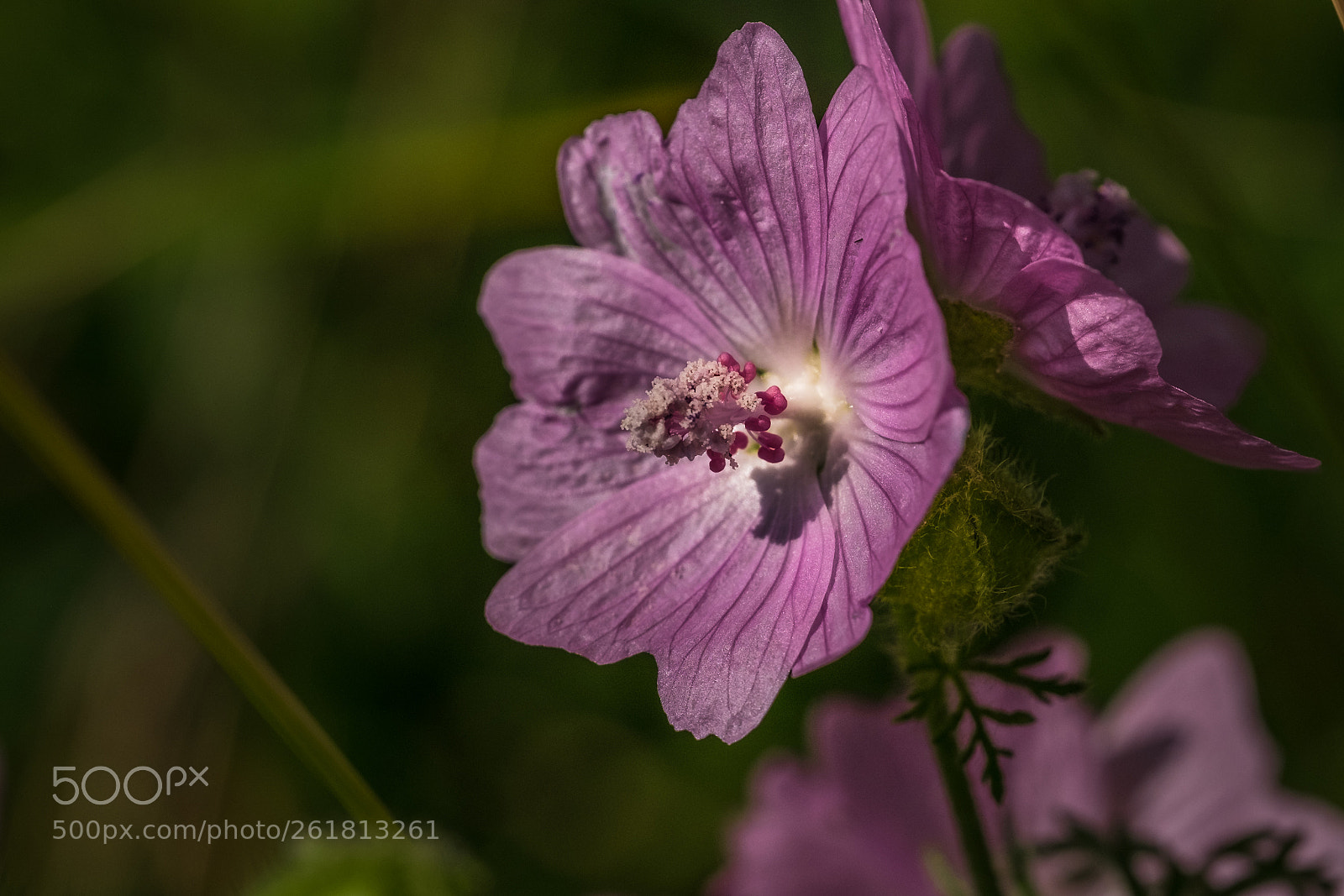 Fujifilm X-T1 sample photo. Wilde malve (malva sylvestris) photography
