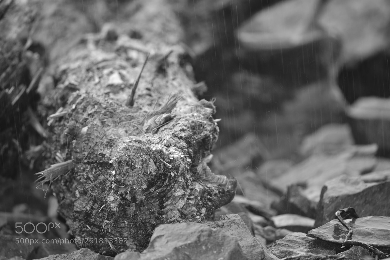 Nikon D810 + Nikon AF-S Nikkor 300mm F4D ED-IF sample photo. Olympic national park pacific photography