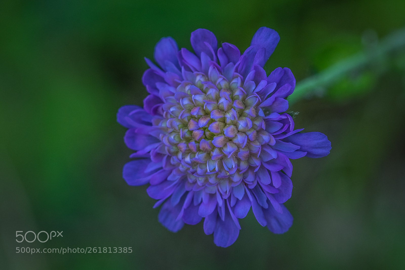 Fujifilm X-T1 sample photo. Acker witwenblume (knautia arvensis) photography