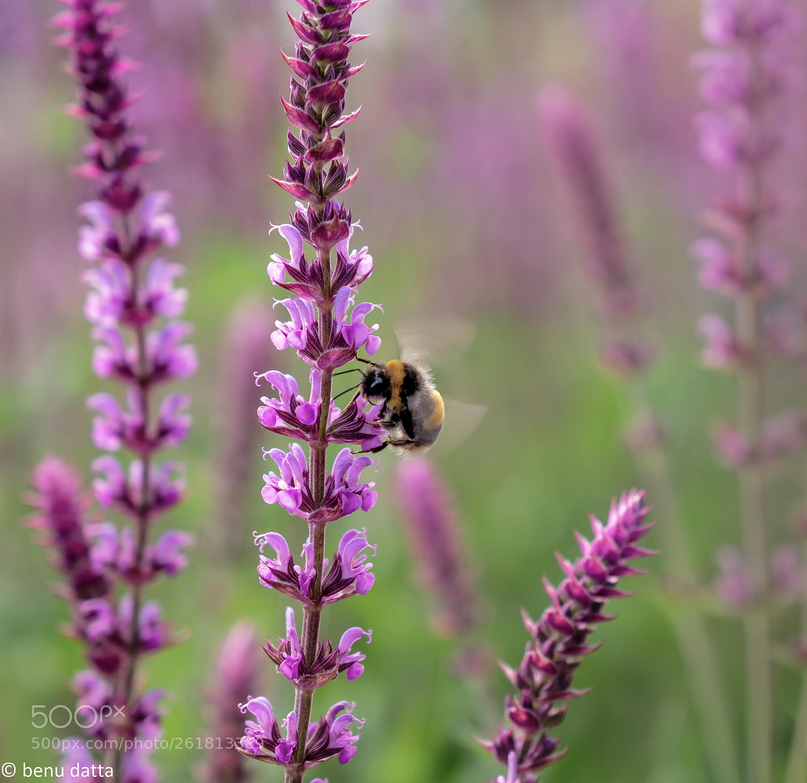 Fujifilm X-H1 sample photo. Lavender bee photography