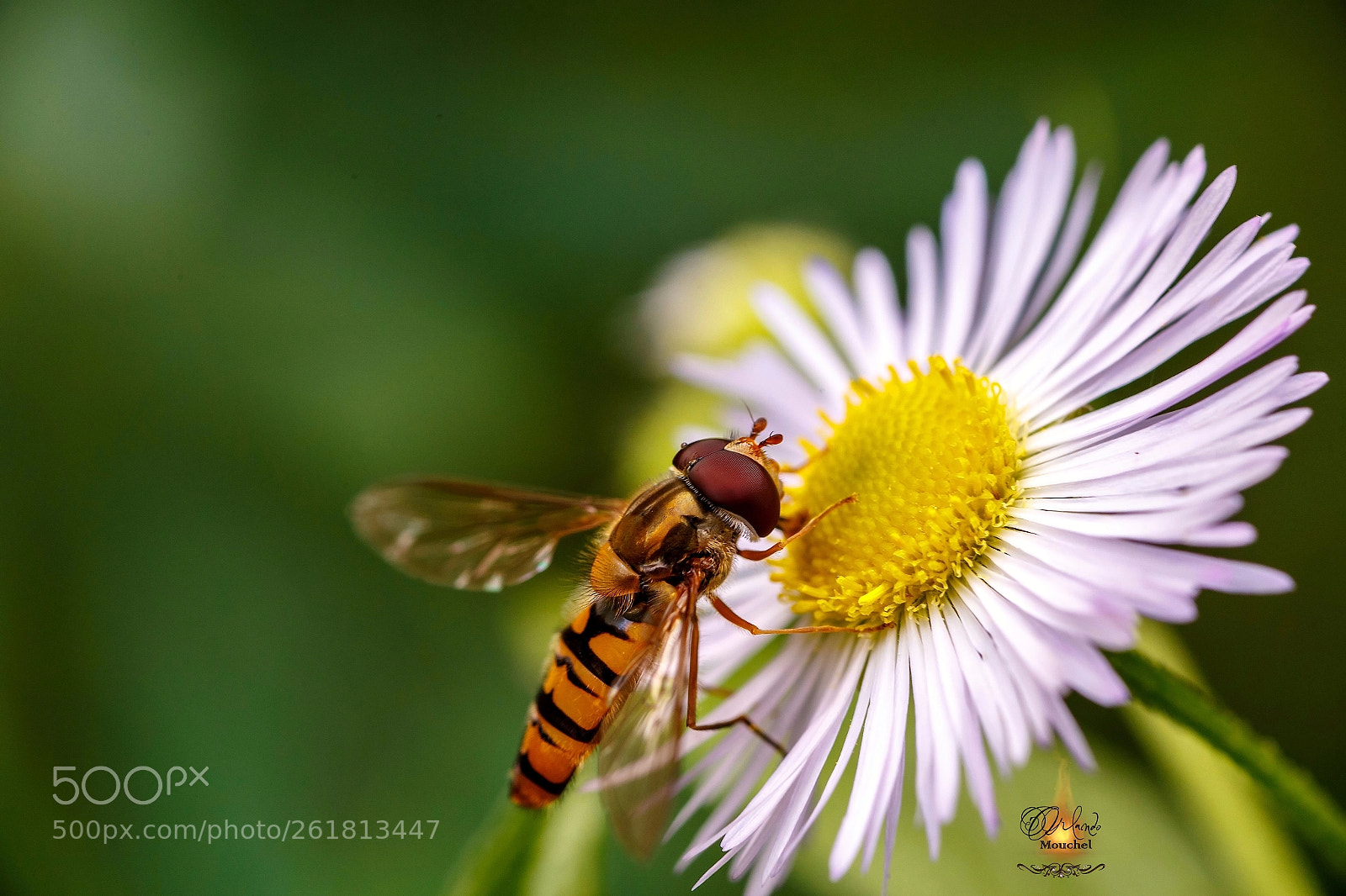 Canon EOS 6D sample photo. Fly on flower photography