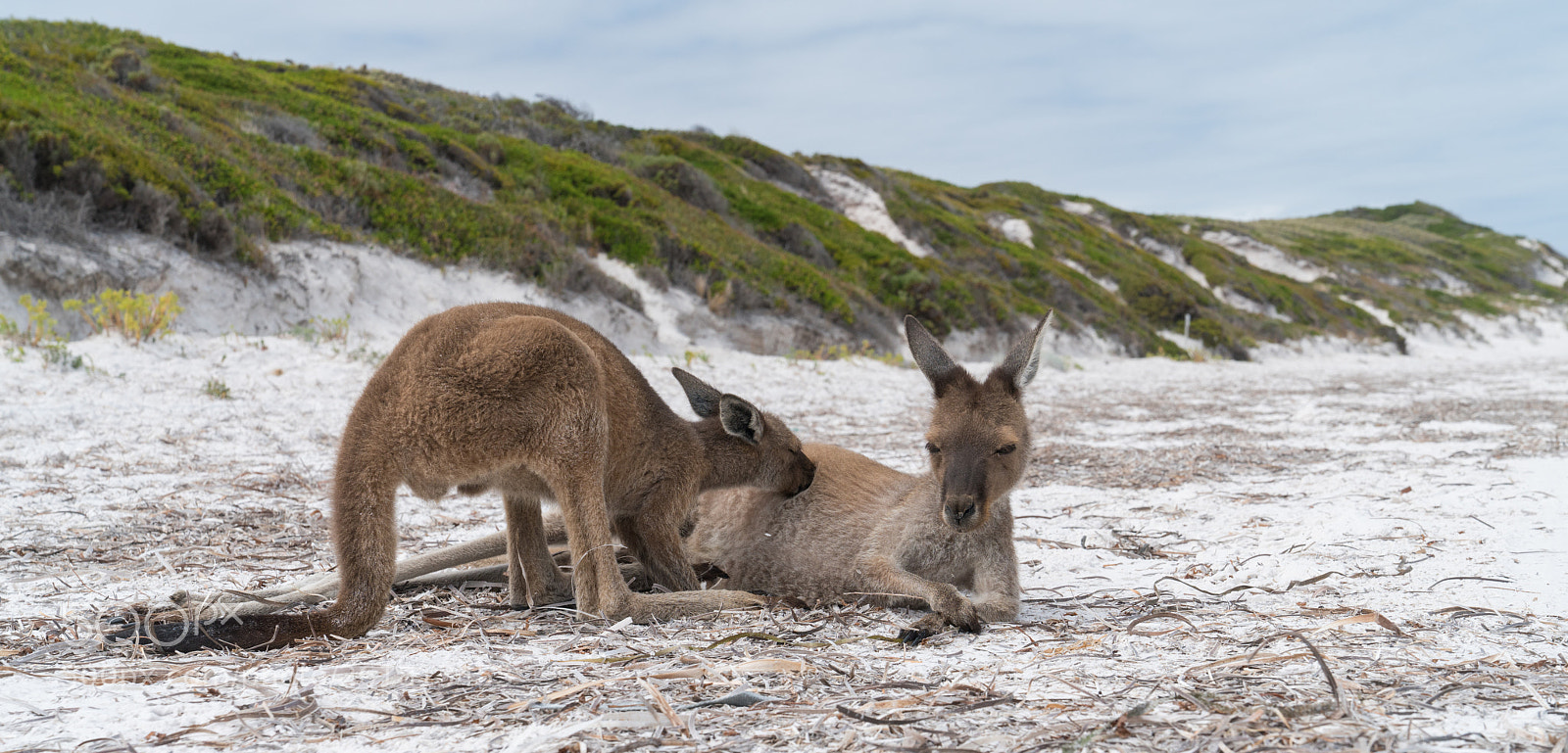 Sony a7R II sample photo. Cape le grand national photography