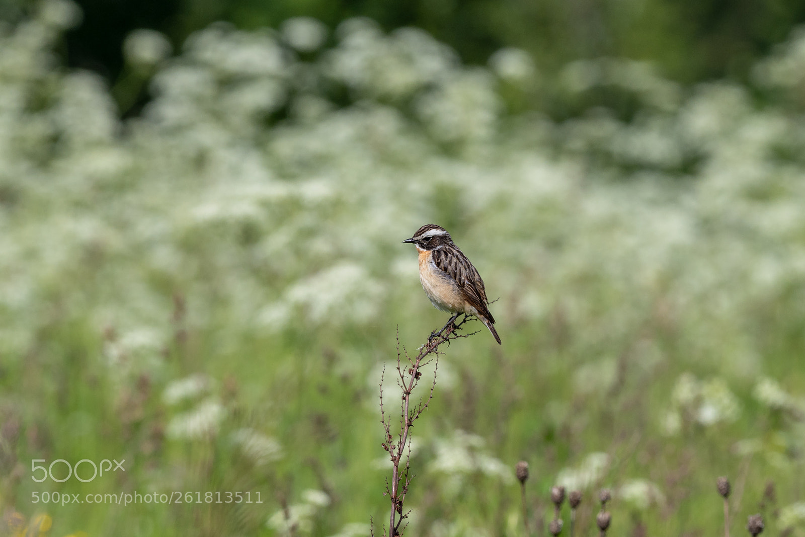 Olympus OM-D E-M1 Mark II sample photo. Whinchat photography