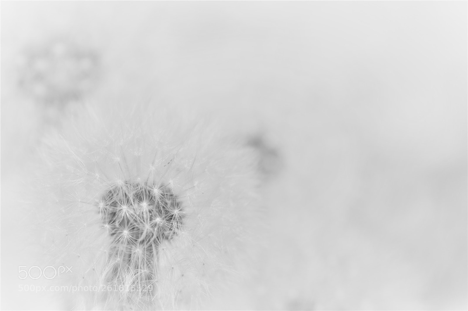 Nikon D3200 sample photo. White photography