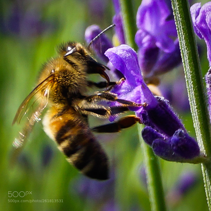 Sony SLT-A65 (SLT-A65V) sample photo. A taste of lavender photography