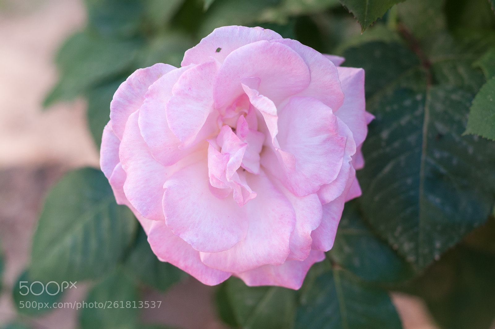 Nikon D90 sample photo. Flower photography
