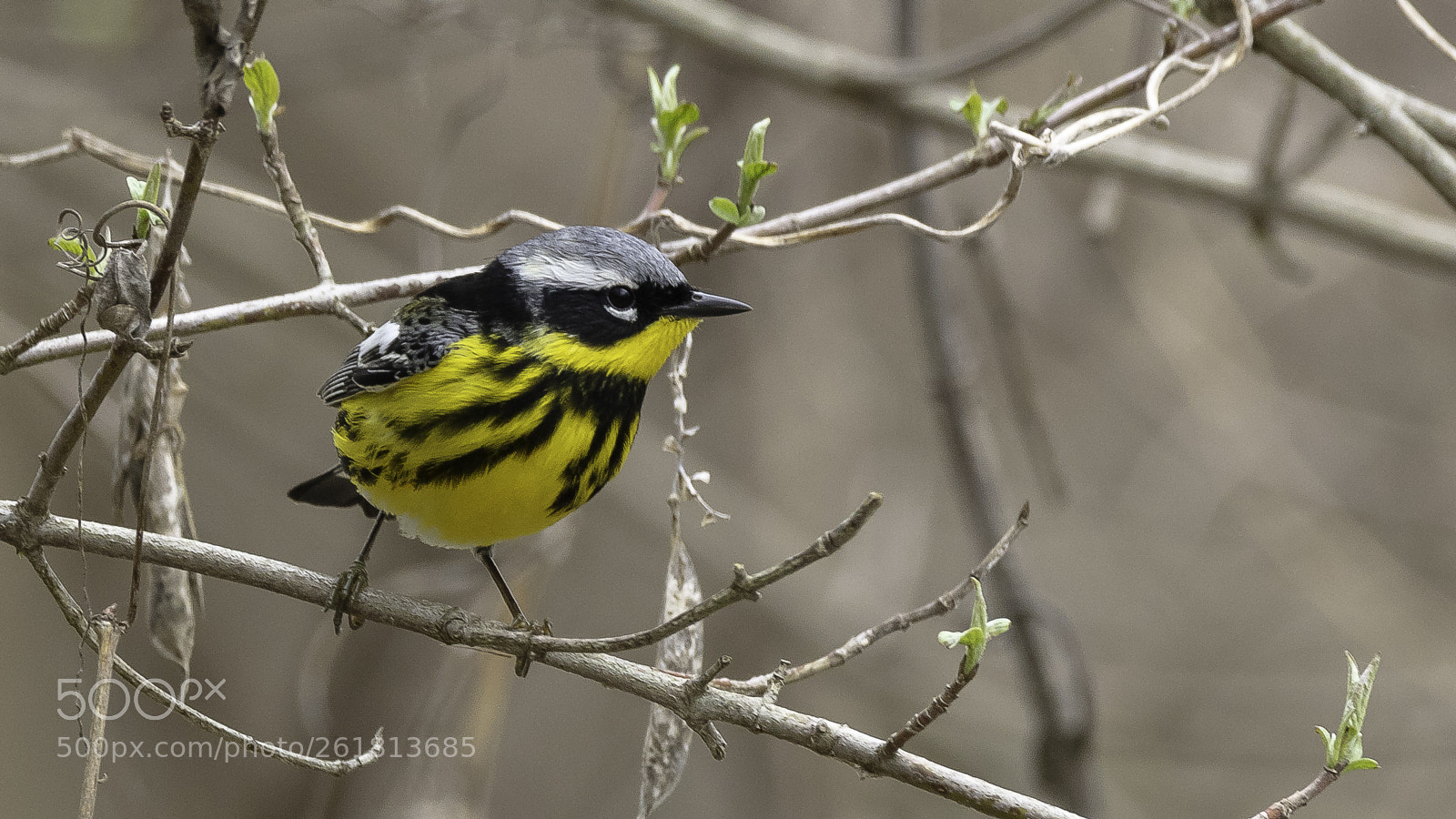 Canon EOS 5DS sample photo. Magnolia warbler photography